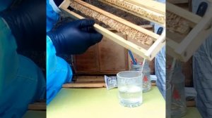 Первый отбор маточного молочка из 4-х рамочного отводка