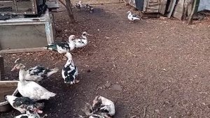 Сколько уток оставить на племя