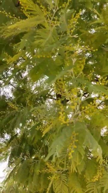 Лазаревское 4 января. смотреть онлайн