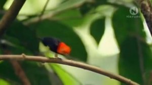 Танцы природы  Stive Morgan   Back In The Past