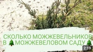 СКОЛЬКО МОЖЖЕВЕЛЬНИКОВ🌲 🤔 В🌲МОЖЖЕВЕЛОВОМ САДУ🌲?     МАРТ 2022 ГОДА
