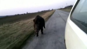 Дикий кабан бежит за машиной