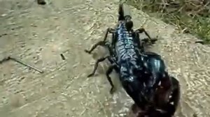 Скорпион против жук носорог