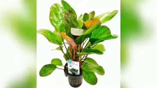 Эхинодорус красавец аквариума смотреть онлайн