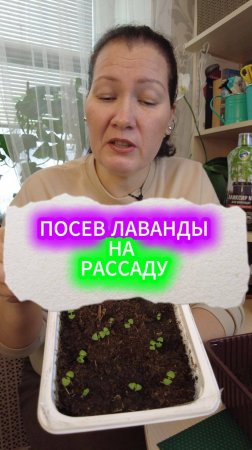 ПОСЕВ ЛАВАНДЫ СЕМЕНАМИ НА РАССАДУ