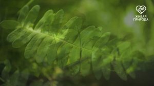 В лесу телеканал Живая природа