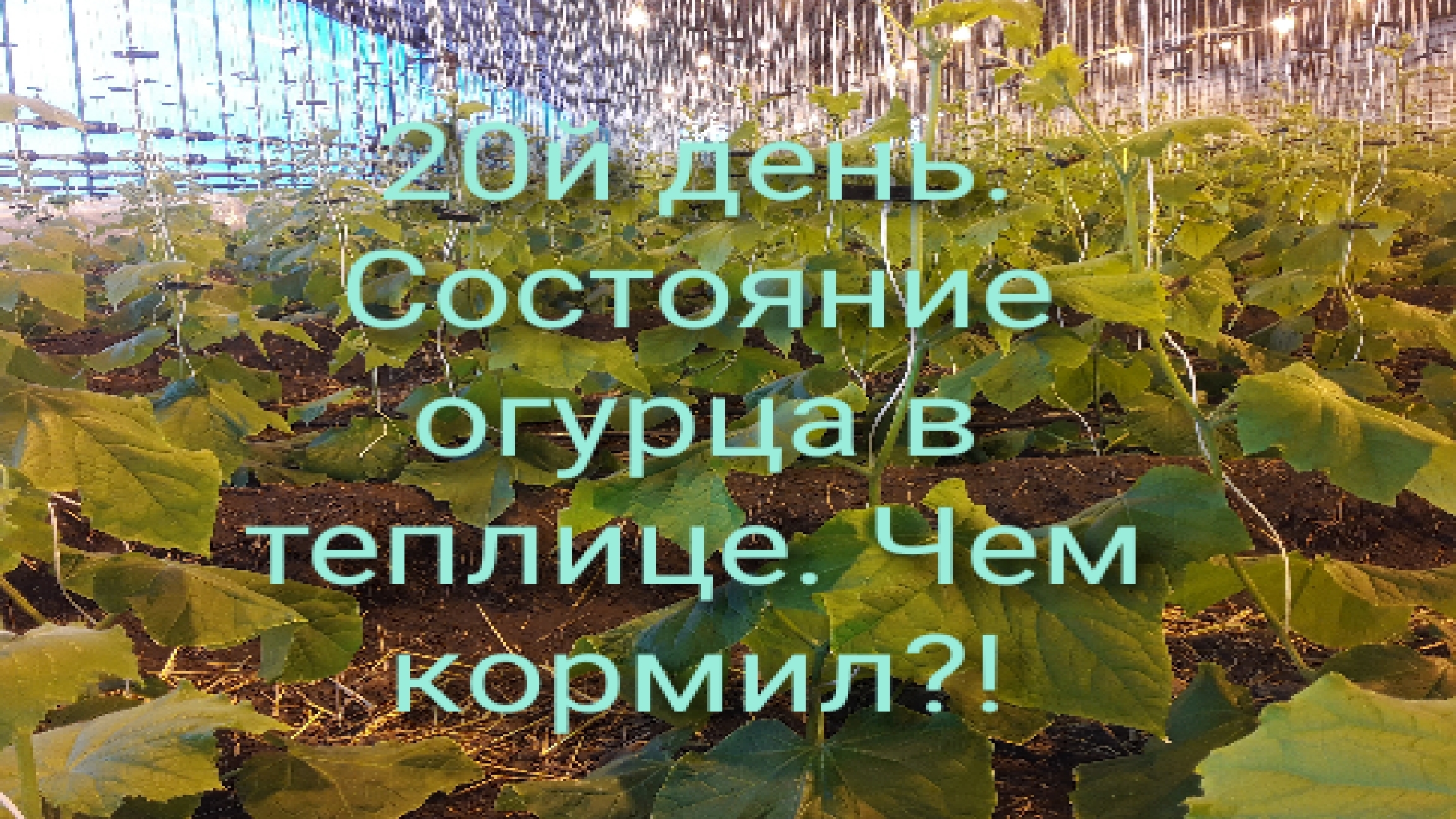 20й день. Подкормки