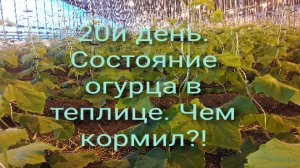 20й день. Подкормки