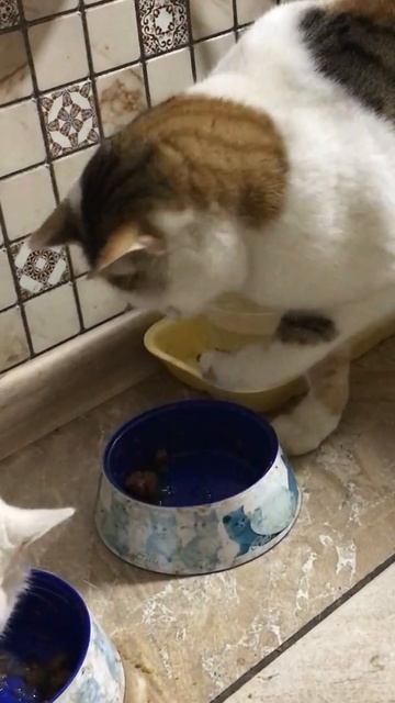 Приличное воспитание. смотреть онлайн