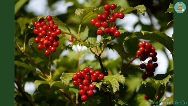Калина /Guelder rose - Василь Скуратівський