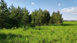 Заготовка сосновых шишек