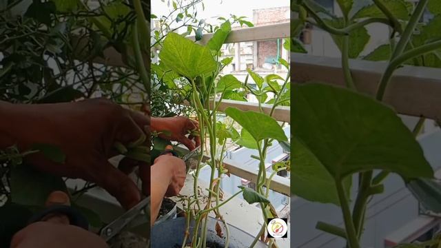 চিংড়ি মাছ দিয়ে কুমড়ো শাক রান্না | Chingri mach diye kumro shakh | kitchen and cooking #food смотреть онлайн