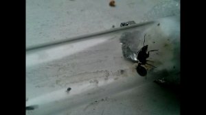 Муравьиная матка атакует! Эксперименты  с колонией муравьев