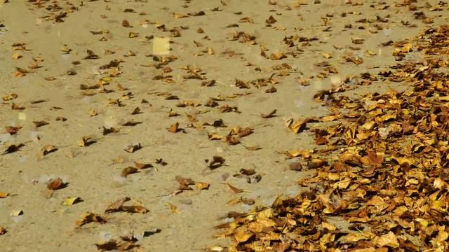 фотовидеозарисовка # осень 2021# красиво и позитивно- настроение осени) смотреть онлайн