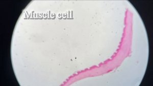 Cells Under Microscope FOR REALLL??