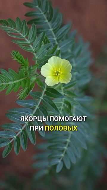 повышают тестостерон