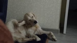 Золотистый ретривер. Собачья гигиена.