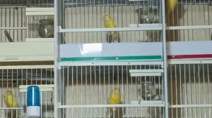 Канарейка овсяночного напева