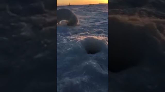 Вкусный обед😁😁 смотреть онлайн