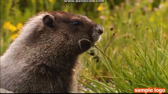 Живая природа 1