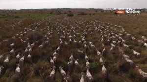 Живой мир амазонки.