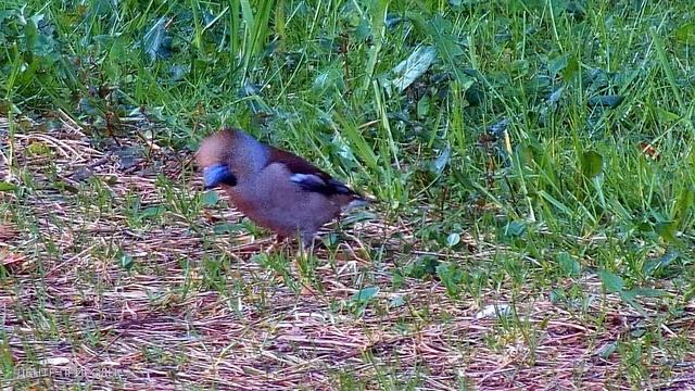 МИР СПАСАТЬ \ SAVE THE WORLD смотреть онлайн