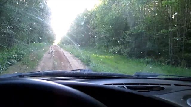 По призванию волчатника 3 с - я.  Матерый добыт! смотреть онлайн