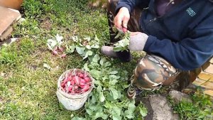 Уже УРОЖАЙ / Рассада , в селе у СВЕКРУНЬКИ /
