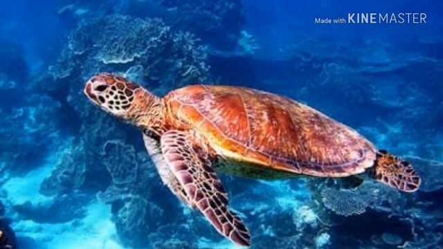 Sea Animals in German смотреть онлайн