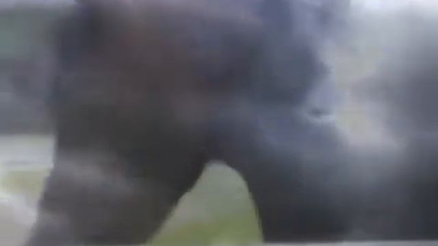 Арабская лошадь