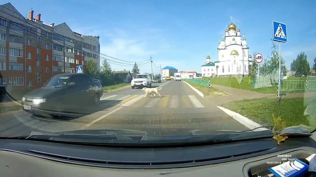 Собака переходит дорогу, пример многим людям! смотреть онлайн