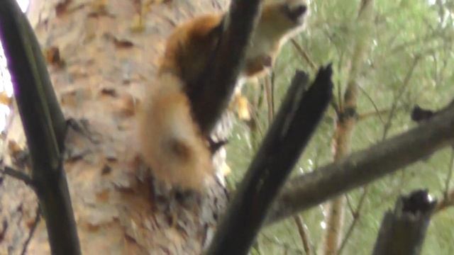 белка смотреть онлайн