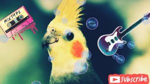 cockatiel song корелла учим петь🔔👇🙏🙏🙏❤️#cockatiel #корелла #cockatielsongs