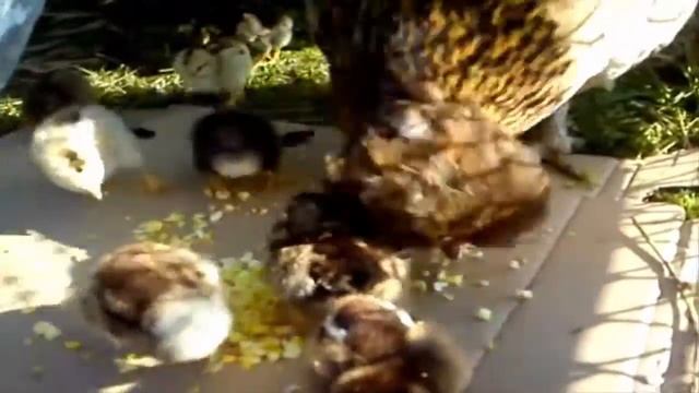 Курица вывела цыплят 2 серия