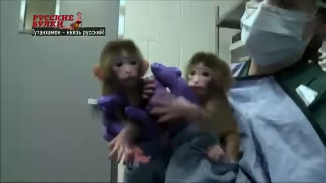 КНЯЗЬ РУСИ ТУТАНХАМОН смотреть онлайн