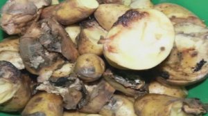 Бурая гниль картофеля тема