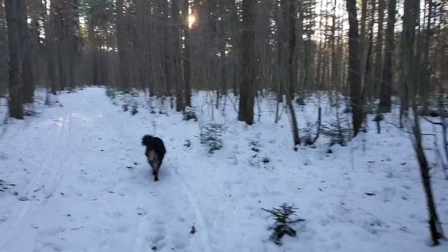 ЛЕСНЫЕ БЕСЕДЫ. Жить здесь и сейчас, а не откладывать на потом смотреть онлайн