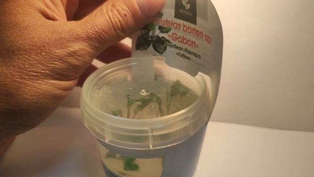 Живое аквариумное растение Анубиас Габон меристемное смотреть онлайн