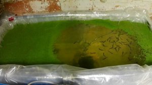 Выращивание форели в домашних условиях на натуральном и живом корме. Корм для форели своими руками.