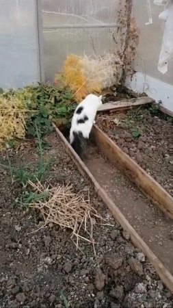 Кот в теплице кушает траву Shorts