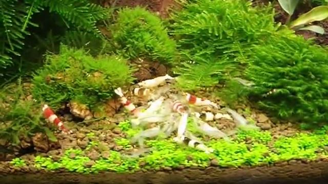 квадро 2.AVI смотреть онлайн