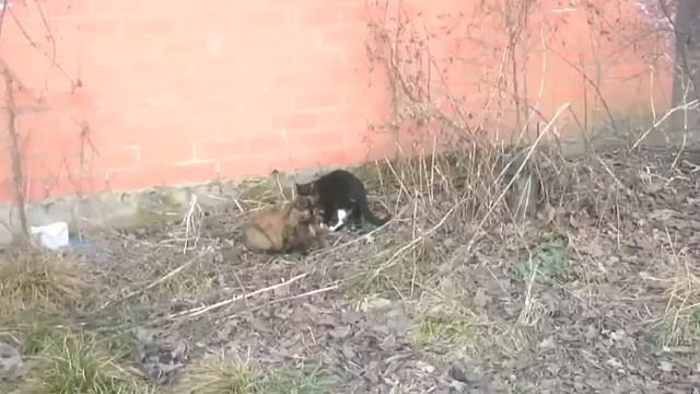 Практически "булгаковский" кот // Cute animals смотреть онлайн