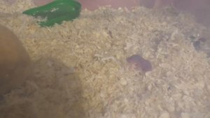 Что ПРОИЗОШЛО с Хомячатами? / Фанни Потеряла всех... / Alisa Easy Pets