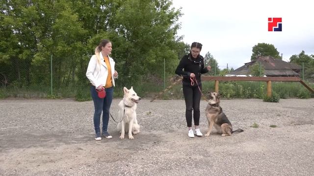 Кинолог | А МОЖНО Я? смотреть онлайн