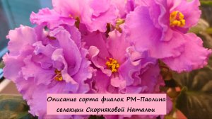Описание сорта фиалки РМ-Паолина селекции Скорняковой Натальи!