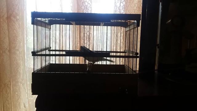 Пение канарейки ч.2