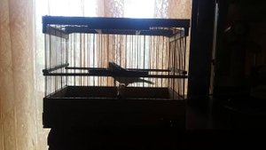 Пение канарейки ч.2