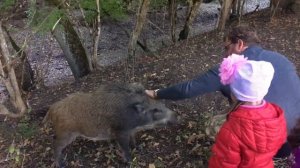 Встреча с дикими кабанами в Крыму