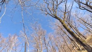 Охота на голубя вяхиря Туапсе 18 января 2024 г.