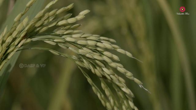 Ancient Indian Science Robbed